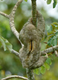 Three-toed Sloth  0614-6j  La Fortuna