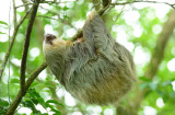 Two-toed Sloth  0614-4j  La Fortuna