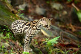 Margay  0614-11  Arenal