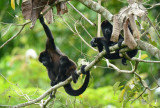 Mantled Howler Monkey Family  0614-3j  La Virgin Srapiqui