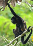 Mantled Howler Monkey  0614-1j  La Virgin Sarapiqui