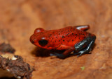 Strawberry Poison Frog  0114-3j  Laguna del Lagarto