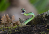 Green Parrot Snake  0114-2j  Arenal Ecozoo