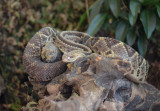 Neotropical Rattlesnake  0114-1j  Arenal Ecozoo