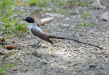 Fork-tailed Flycatcher 0215-1j La Gamba