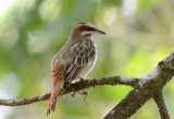 Streaked Flycatcher  0215-1j  Uvita