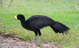 Great Curassow 0215-1j Bosque del Cabo, Osa