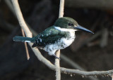 Green Kingfisher Female  0215-3j  Dominical