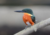 American Pygmy Kingfisher 0215-1j Dominical