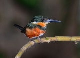 American Pygmy Kingfisher Female  0215-3j  Dominical