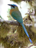 Blue-crowned Motmot 0215-3j Las Cruces