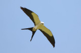 Swallow-tailed Kite 0215-2j Uvita