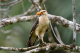 Yellow-headed Caracara  0215-5j  Bosque del Cabo, Osa