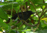 Black-hooded Antshrike  0215-3j  Osa