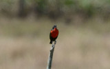 Red-breasted Blackbird  0215-1j  Golfito