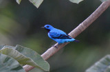 Turquiose Cotinga  0215-4j  Osa