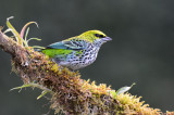 Speckled Tanager  0215-1j  Las Cruces