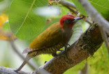 Rufous-winged Woodpecker  0215-2j  Uvita