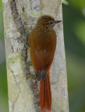 Wedge-billed Woodcreeper 0215-4j Dominical