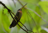 Band-tailed Barbthroat Hummingbird 0215-2j Esquinas