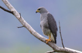 Gray Hawk 0215-1j Uvita