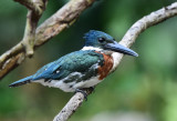 Amazon Kingfisher  1115-1j  Cano Negro