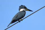 Ringed Kingfisher 1115-1j Cano Negro