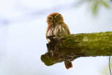 Ferruginous Pygmy-owl  1115-1j  Ensenada