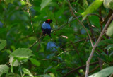 Long-tailed Manakin  1115-2j  Ostional