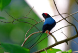 Long-tailed Manakin  1115-4j  Ostional