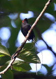 Long-tailed Manakin 1115-6j Ostional