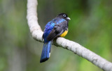 Black-headed Trogon 1115-8j Ensenada