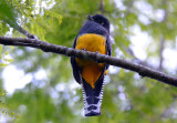 Gartered Trogon Female 1115-6j Ensenada