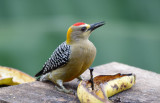 Hoffmanns Woodpecker  1115-1j  Ostional