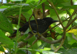 Black-hooded Antshrike 0215-3j Golfito