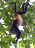 Mantled Howler Monkey  1115-9j.jpg