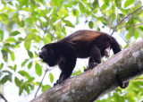 Mantled Howler Monkey  0215-7j.jpg