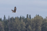 Bald eagle over Charles Island