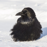 Raven on a cold morning. Feathers puffed out 2013 December 13th.