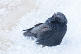 Raven with snow cover waiting for sunrise.