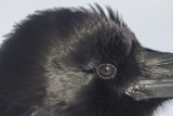 Raven headshot, reflection of photographer.