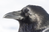 Headshot of raven