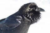 Raven, chuffed up.