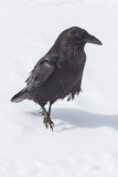 Raven walking on hard snow.
