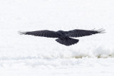 Raven flying out onto the frozen river. View from behind.
