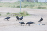 Six juvenile ravens on the road June 13 2014