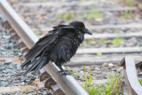 Adult raven sitting on railway track.