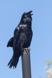 Raven sitting on vent stack in Moosonee 2014 June 22nd.