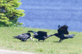 Adult raven with lard feeding two juveniles. 2014 June 24th.