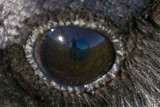Close up of eye of raven showing reflection of photographer 2014 June 25th.